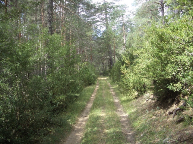 Ruta en BTT en el bosque